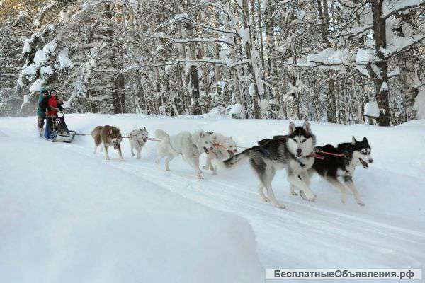 Кинологический лагерь для собак