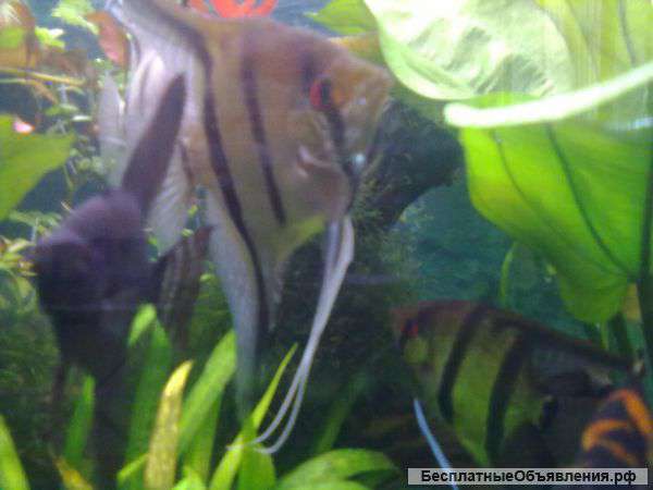 Продаю самца скалярии