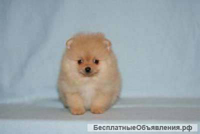 Отдам даром малюток