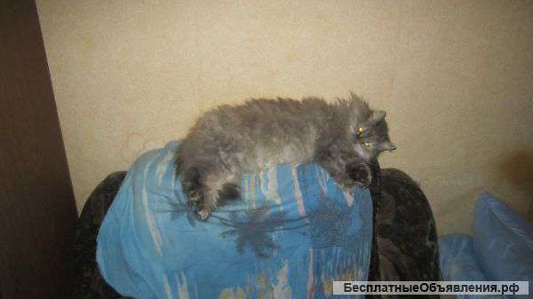 Помогите спасти