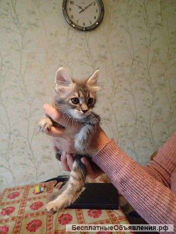 Отдаются котята в добрые руки