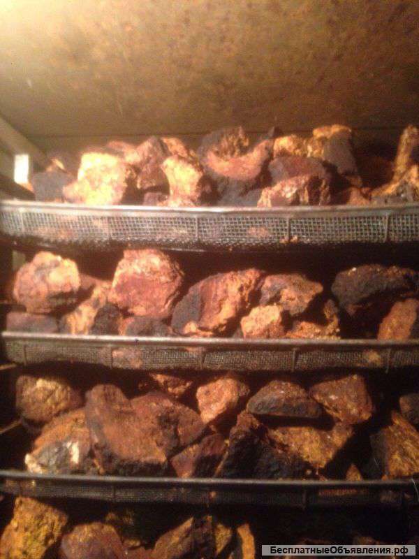 Берёзовая чага