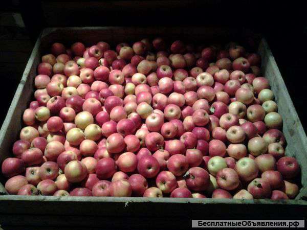 Яблоко Айдаред