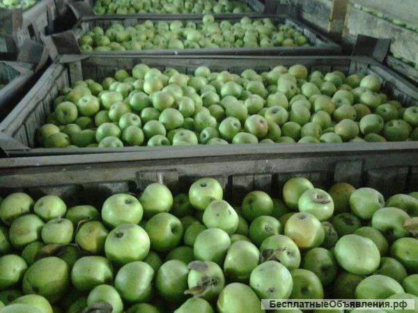 Яблоко Симиренко