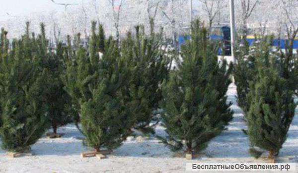 Красивые новогодние елки