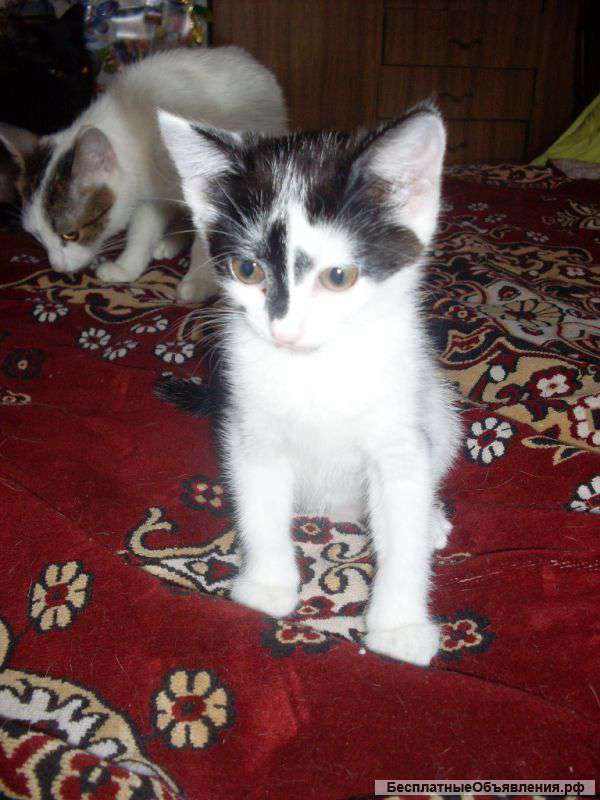 Отдам в добрые руки котят