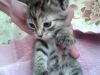 Красивый котенок с голубыми глазами