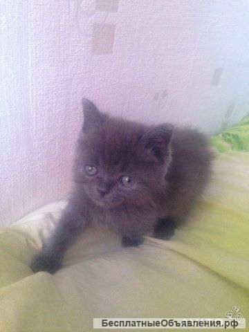 Котенок голубая персидская девочка