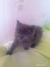 Котенок голубая персидская девочка