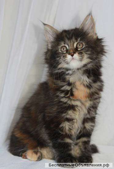 Мейн-кун котята