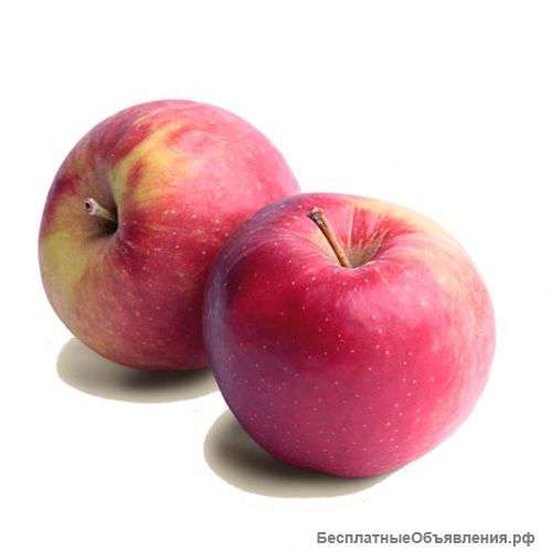 Оптовые поставки Яблока (Польша)