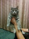 Ищем дом / в добрые руки. Отдадим котенка.
