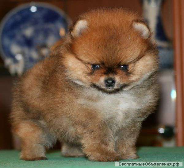 Померанский миниатюрный шпиц