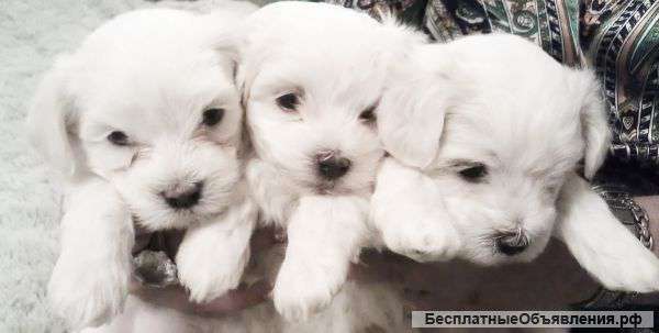 Продаю щенков мальтезе