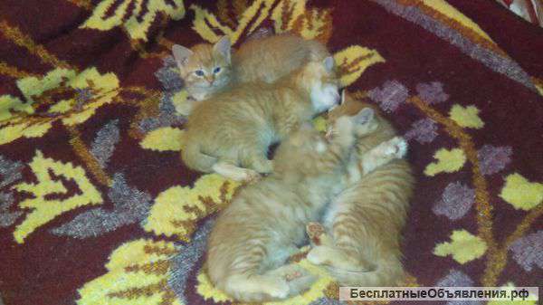 Котята в добрые руки