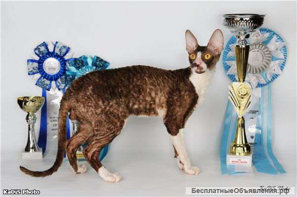 Питомник корниш-рексов