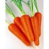 Семена моркови Абакоf1
