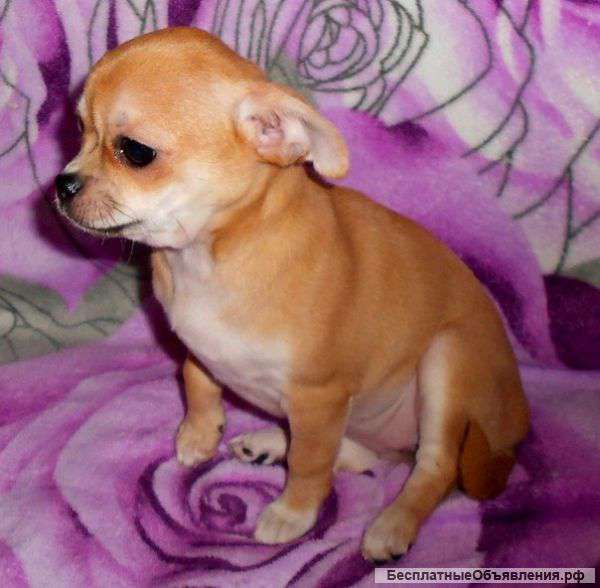 Готовы к продажи щенки чихуа-хуа