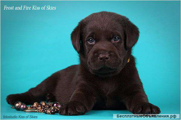 Породные щенки лабрадора. Питомник Kiss of Skies