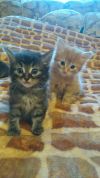 Очаровашки котята