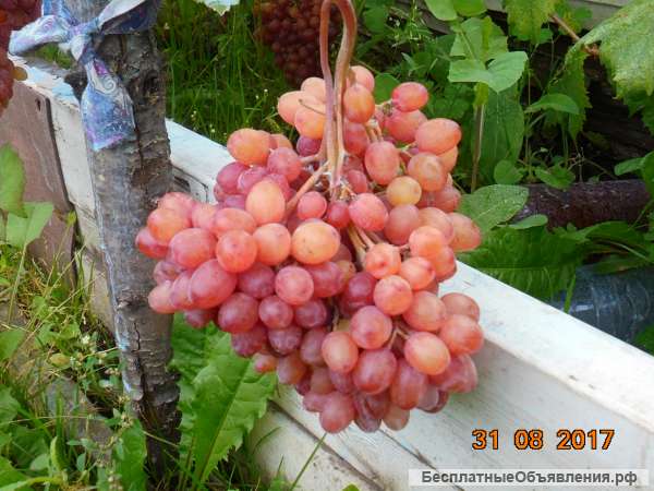 Саженцы винограда в Новосибирске