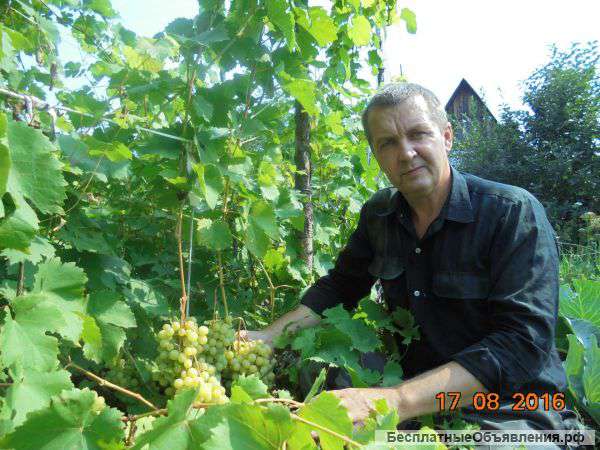 Саженцы винограда в Новосибирске