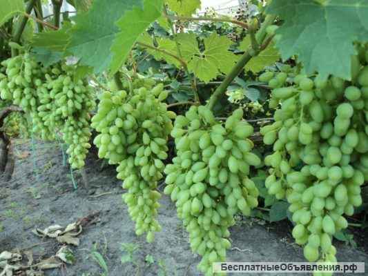 Саженцы винограда в Новосибирске