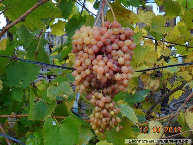 Саженцы винограда в Новосибирске