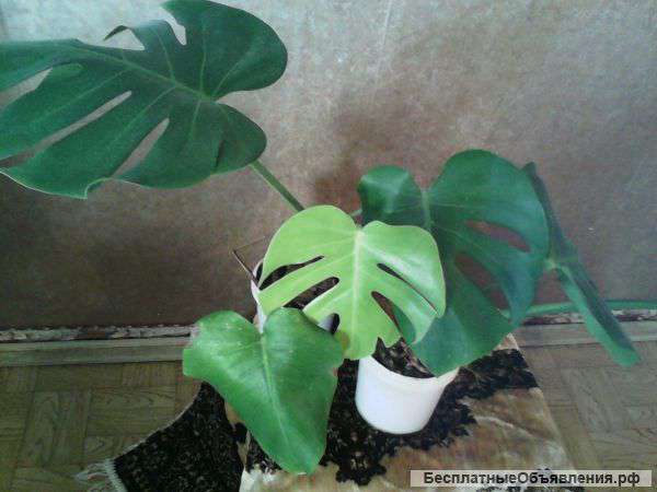 Комнатные растения