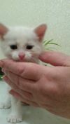 Котенок ищет дом