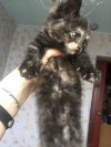 Британские котята
