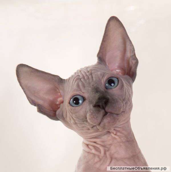 Гламурные канадские сфинксы.