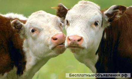 Нежное молоко с крестьянского хозяйства