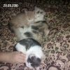 Отдам котят в хорошие руки