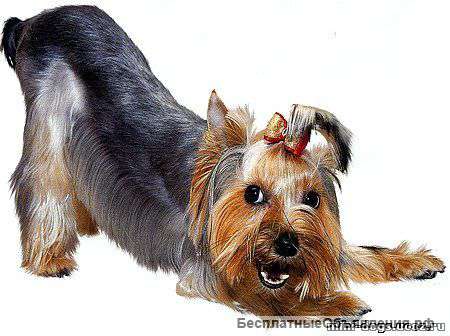 Груминг. Стрижка собак.