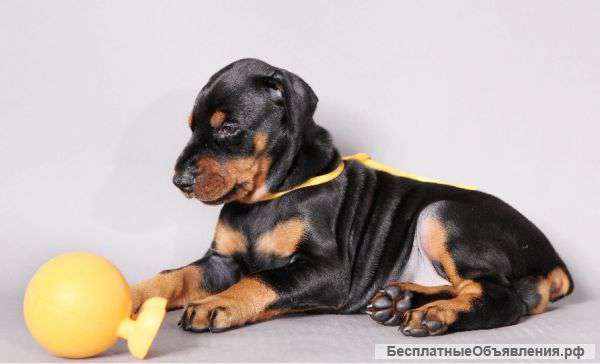 Продам щенков добермана