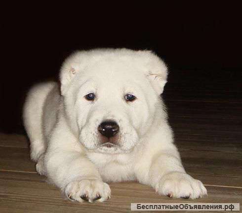 Продам щенков среднеазиатская овчарка