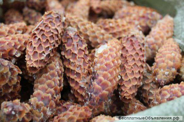 Семена ели голубой (колючая) Picea pungens Engelm