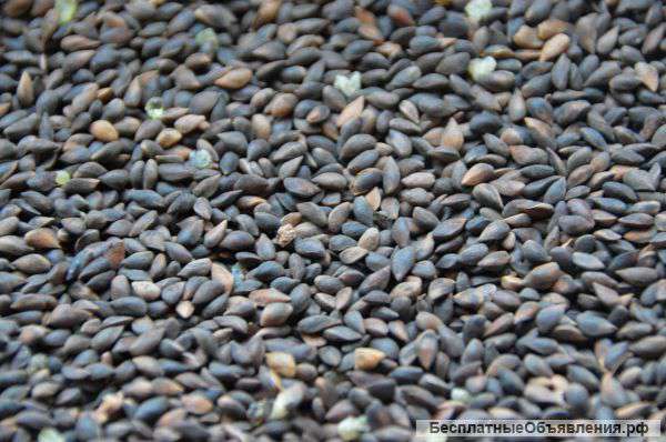 Семена ели голубой (колючая) Picea pungens Engelm