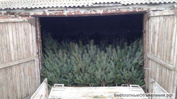 Новогодние сосна оптом