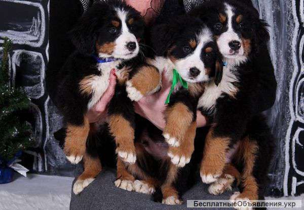 Бернский зенненхунд щенки продам