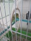 Волнистый попугай
