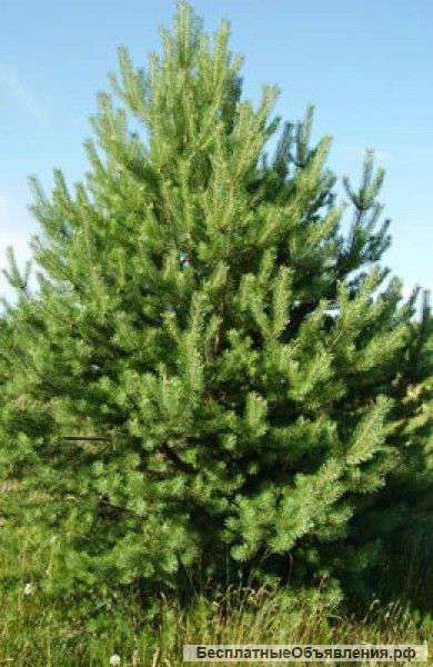 Новогодние сосны. Оптом