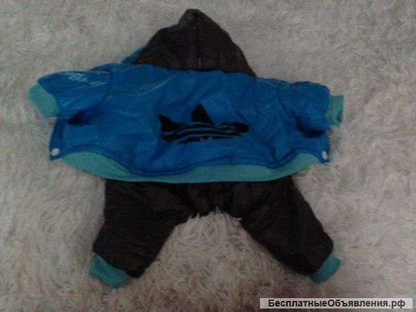 Костюм зимний для мини йорка