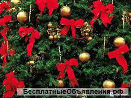 Новогодних живых елей