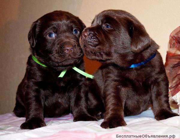 Лучший подарок на НОВЫЙ ГОД - Красивые щенки шоколадного лабрадора
