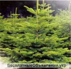 Новогодние елки