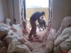 Разнорабочие Просто разнорабочие