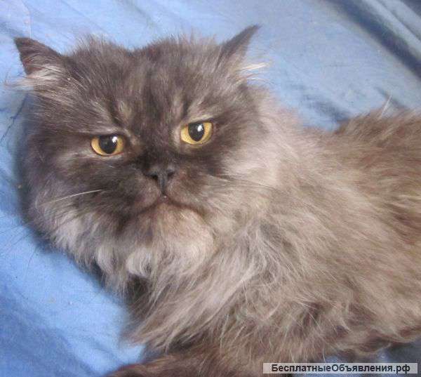 Персидский классический красавец кот