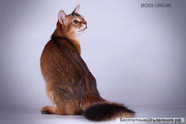 Котик сомали в разведение